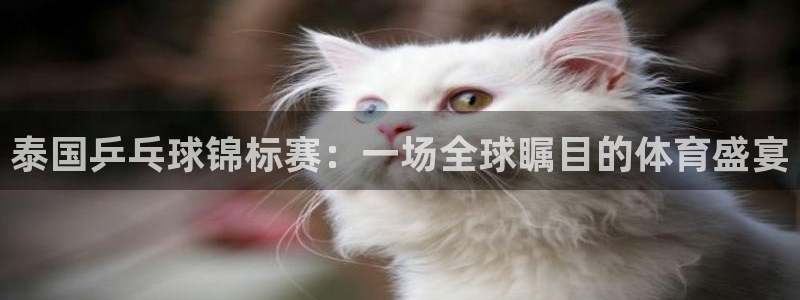 壹号股份：泰国乒乓球锦标赛：一场全球瞩目的体育盛宴