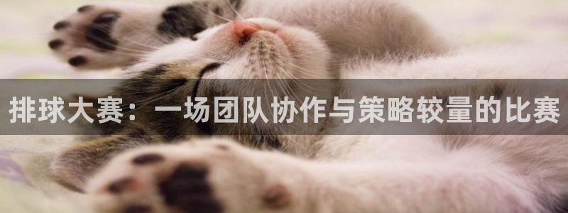 壹号会馆：排球大赛：一场团队协作与策略较量的比赛